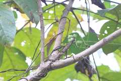 Ipomoea salsettensis